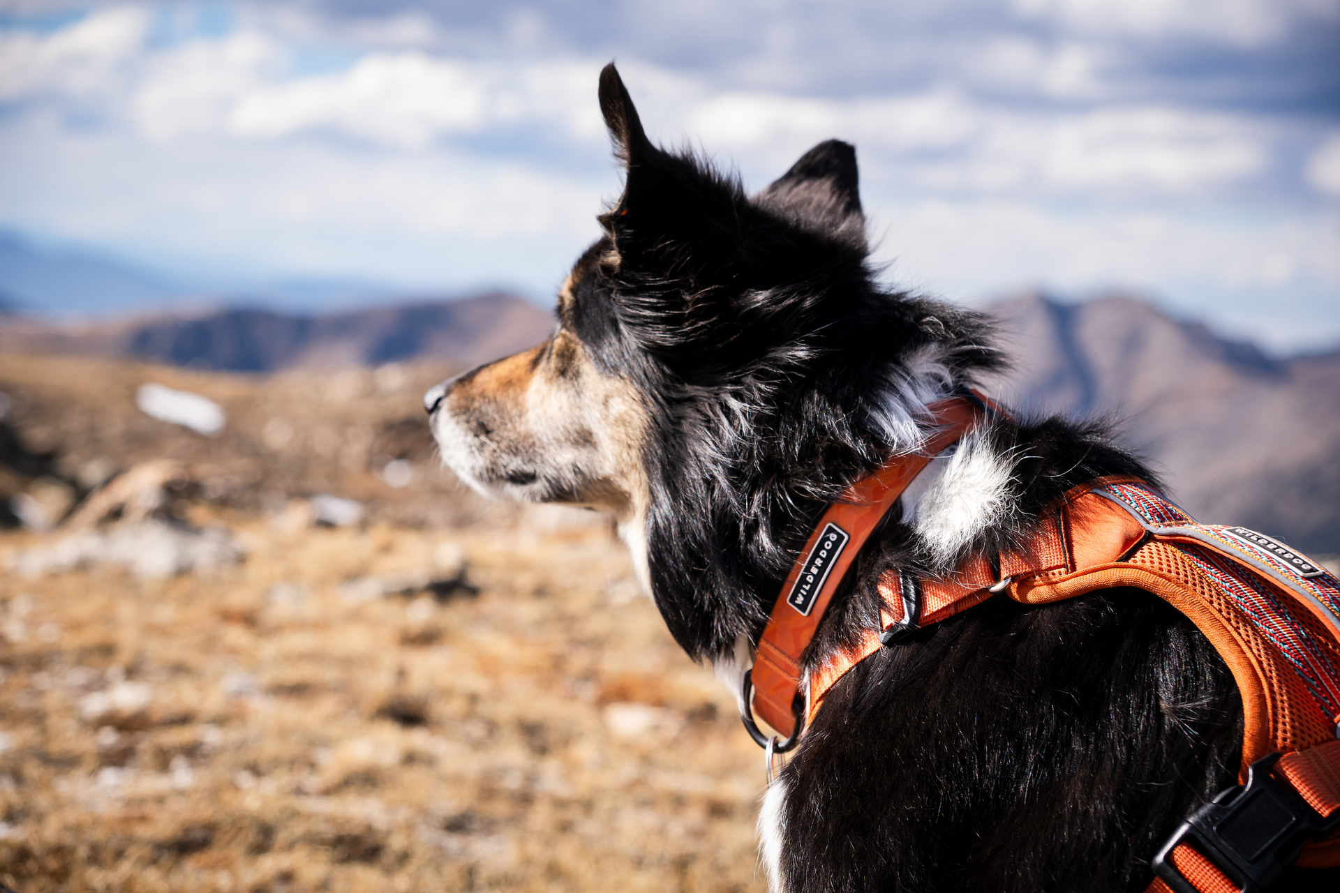 Wilderdog