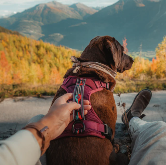 Wilderdog Dog Harness