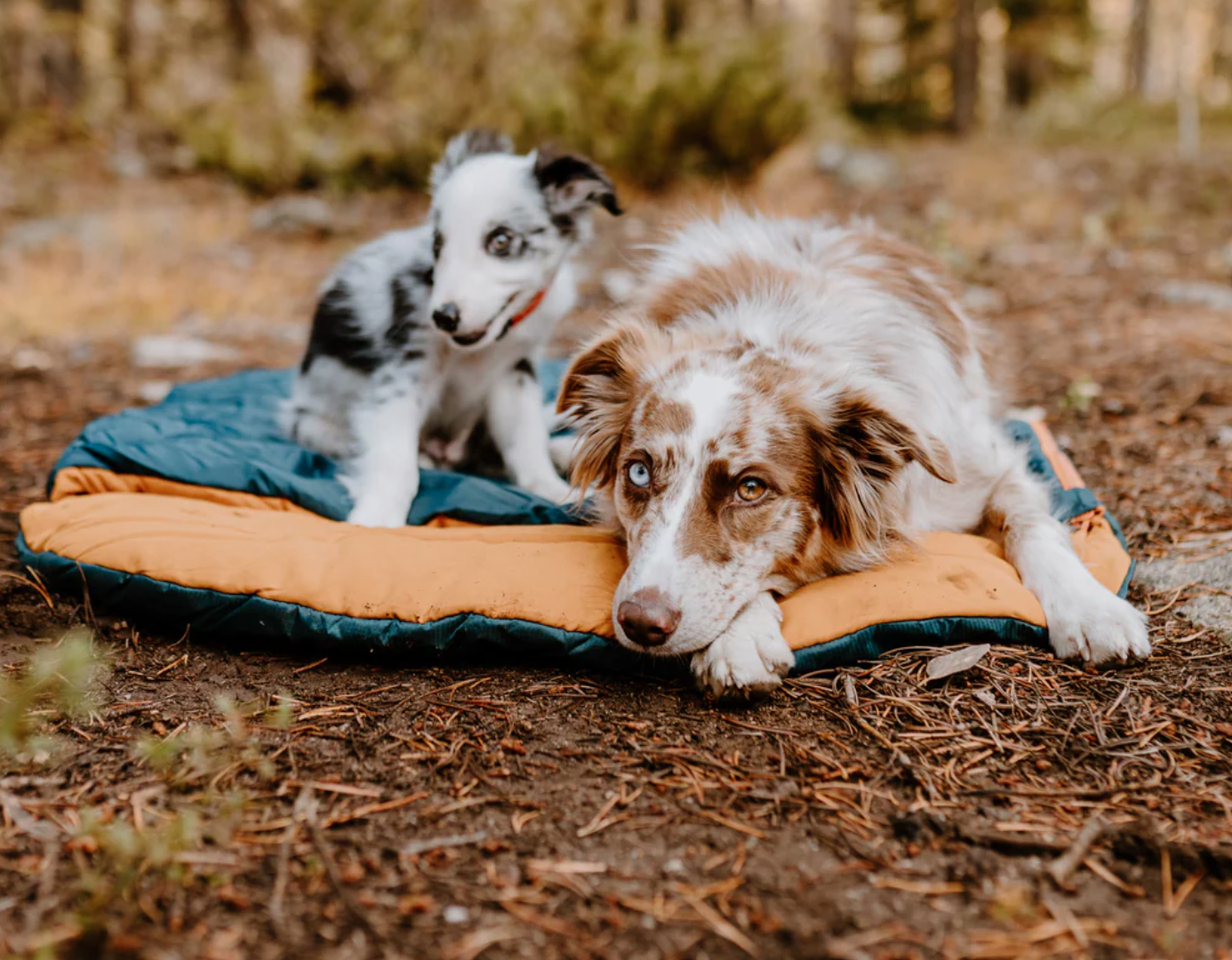 Dog Sleeping Bag