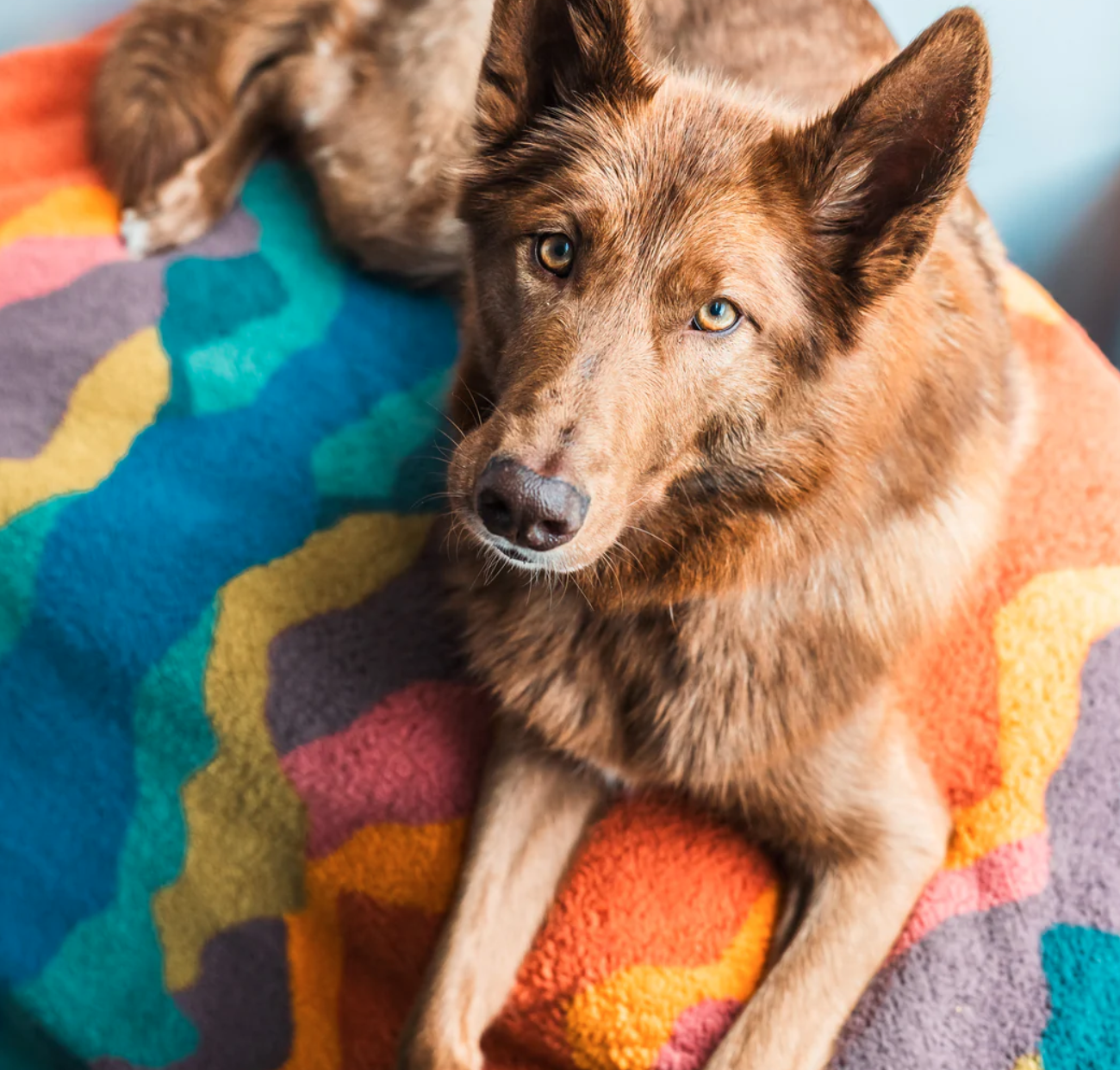 Dog Blanket - Sherpa Fleece Waterproof