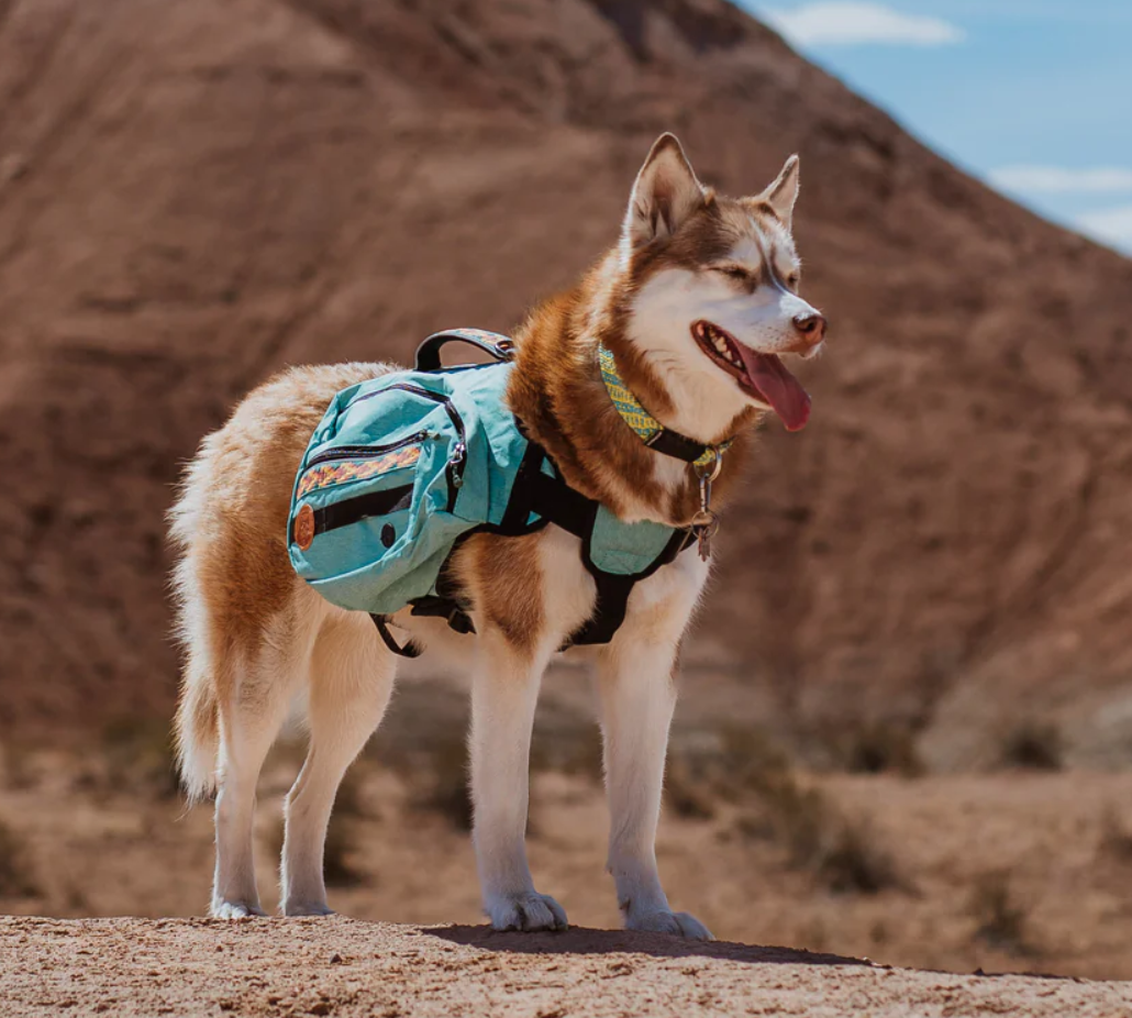 Dog Backpack