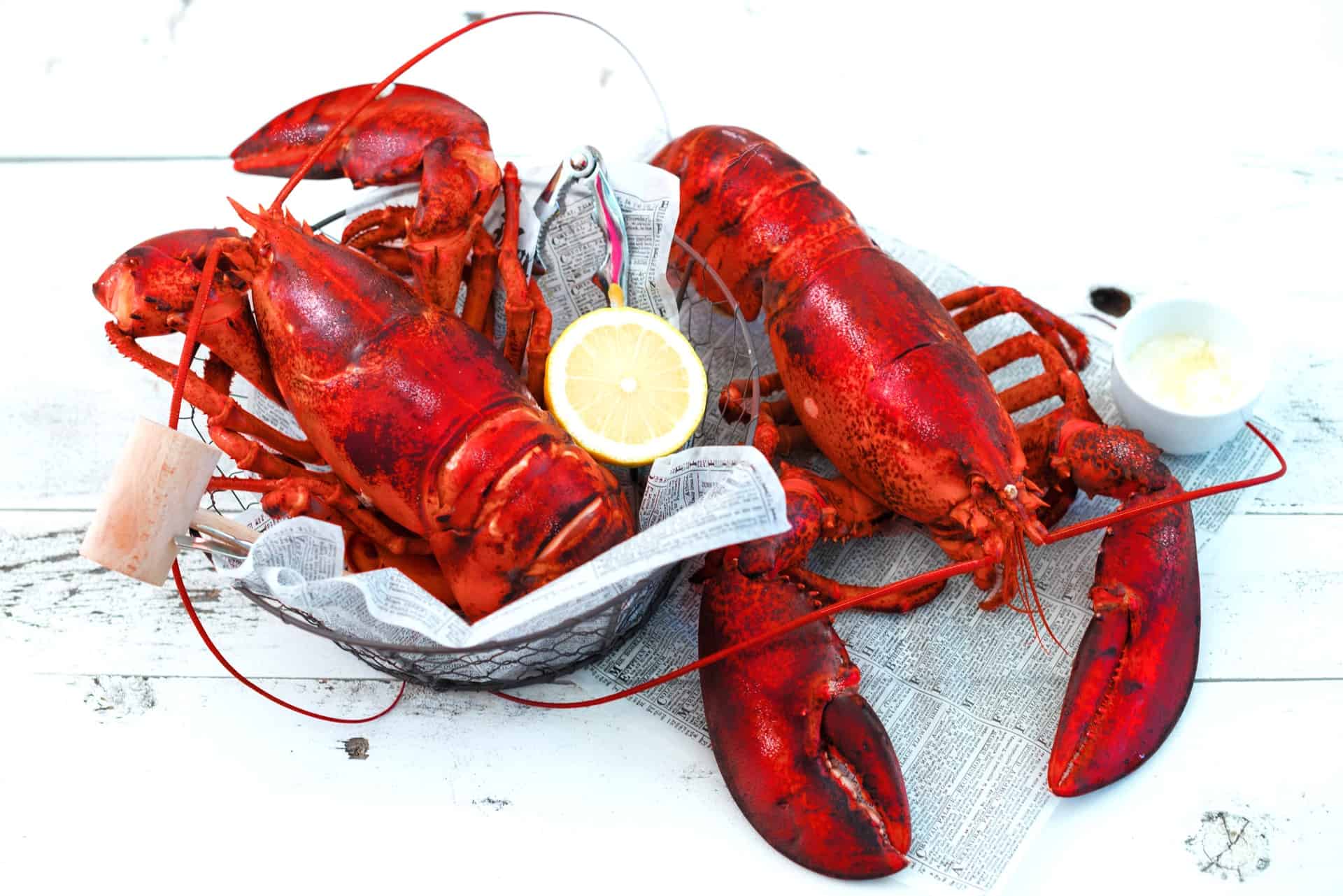 Live lobster